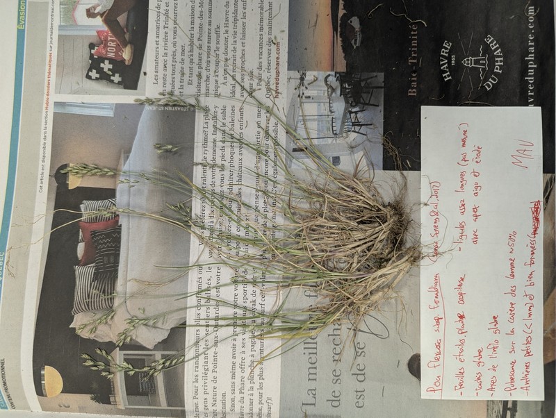 Poa flexuosa subsp. fernaldiana photo 3