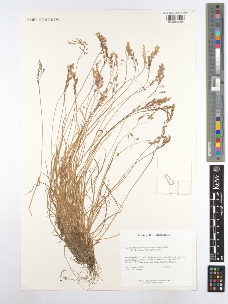 Poa flexuosa subsp. fernaldiana photo 5