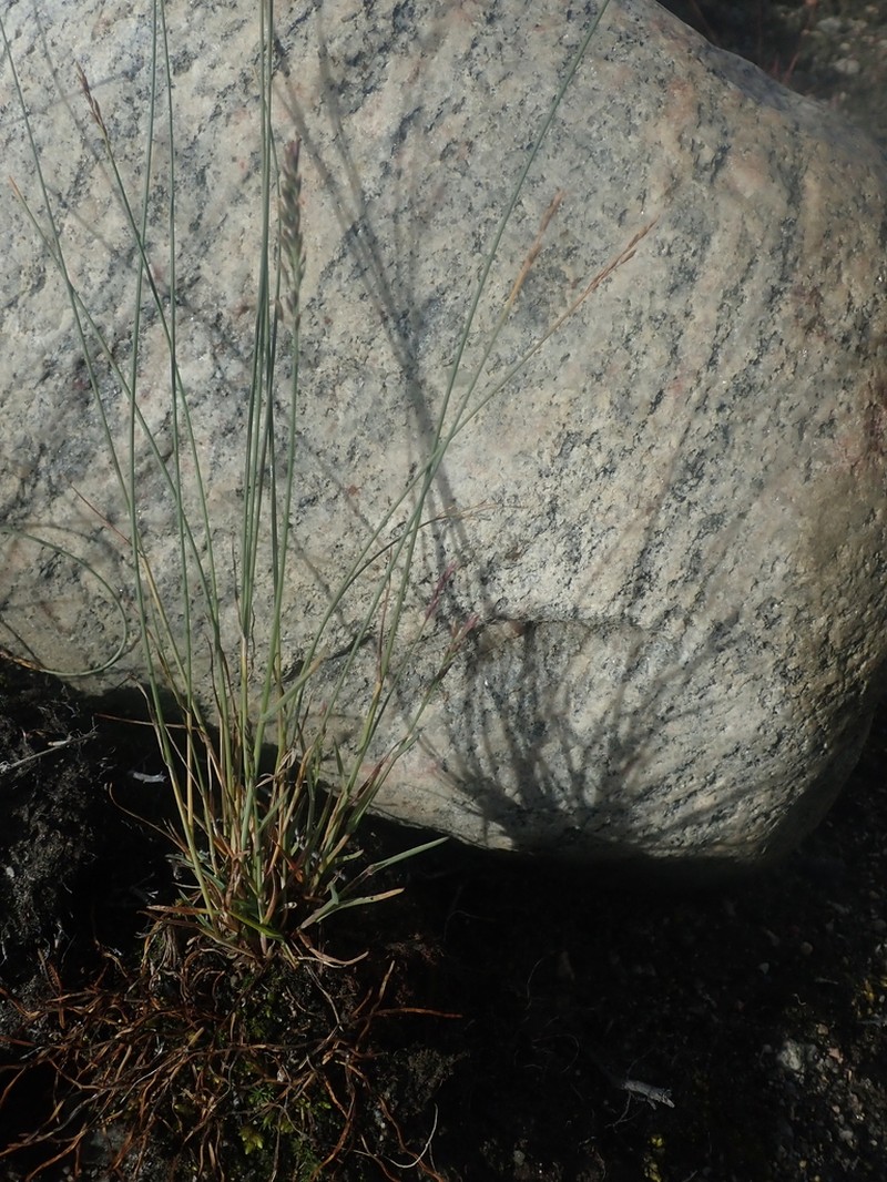 Glaucous Bluegrass photo 5