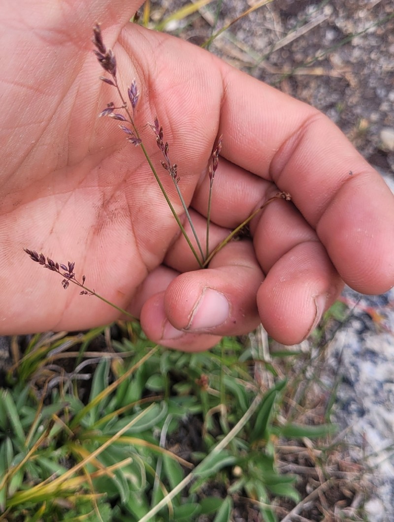 Glaucous Bluegrass photo 6