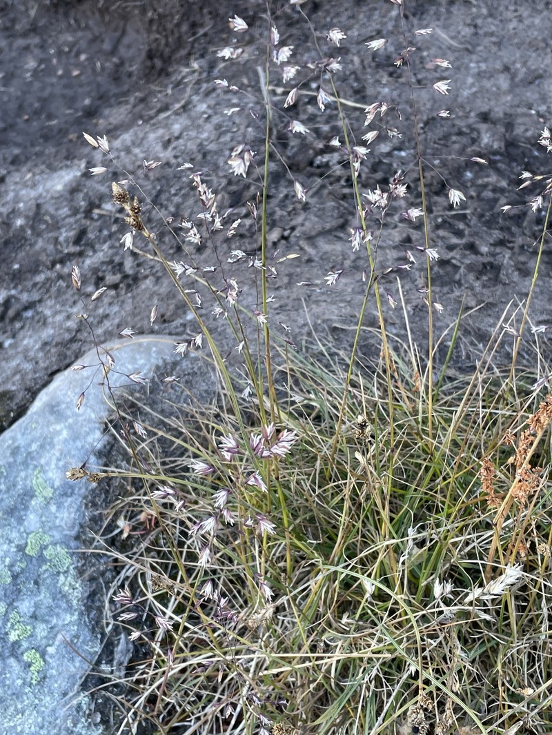 Poa glauca subsp. rupicola