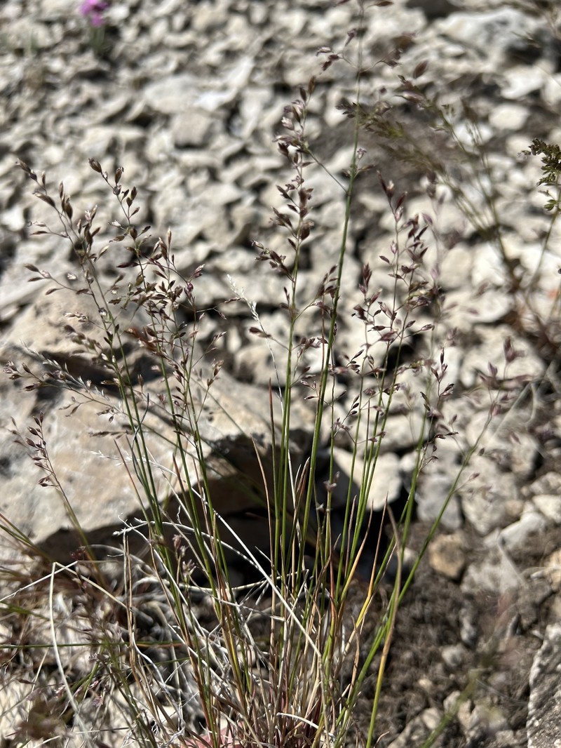 Poa glauca subsp. rupicola photo 4