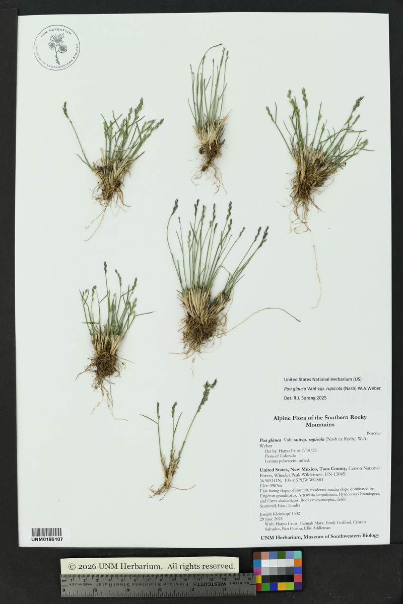 Poa glauca subsp. rupicola photo 5