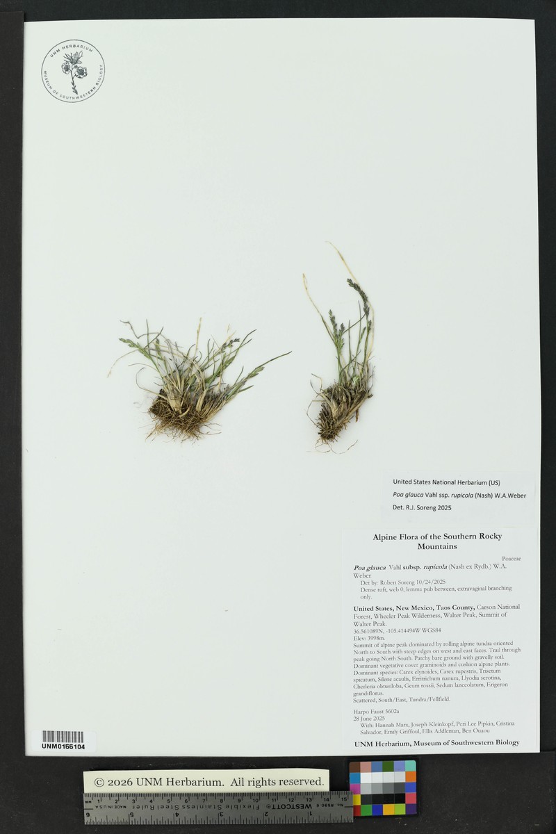 Poa glauca subsp. rupicola photo 6