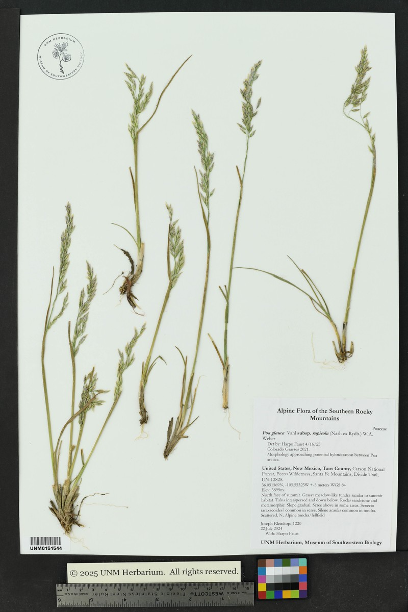 Poa glauca subsp. rupicola photo 7