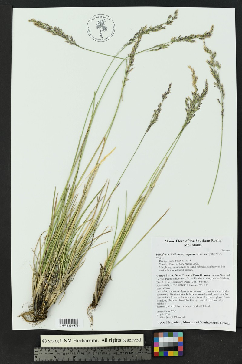 Poa glauca subsp. rupicola photo 8