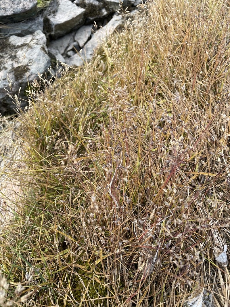 Hartz's Bluegrass photo 3