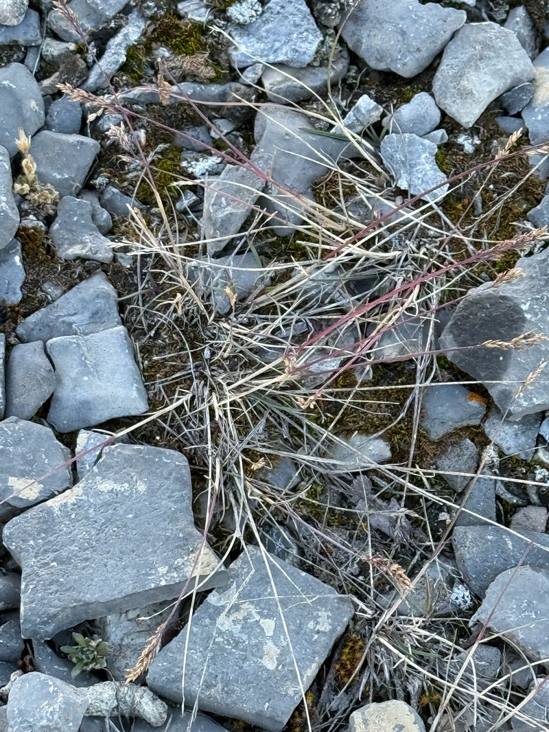 Hartz's Bluegrass photo 5