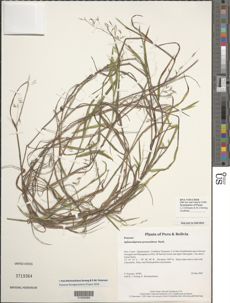 Poa hitchcockiana