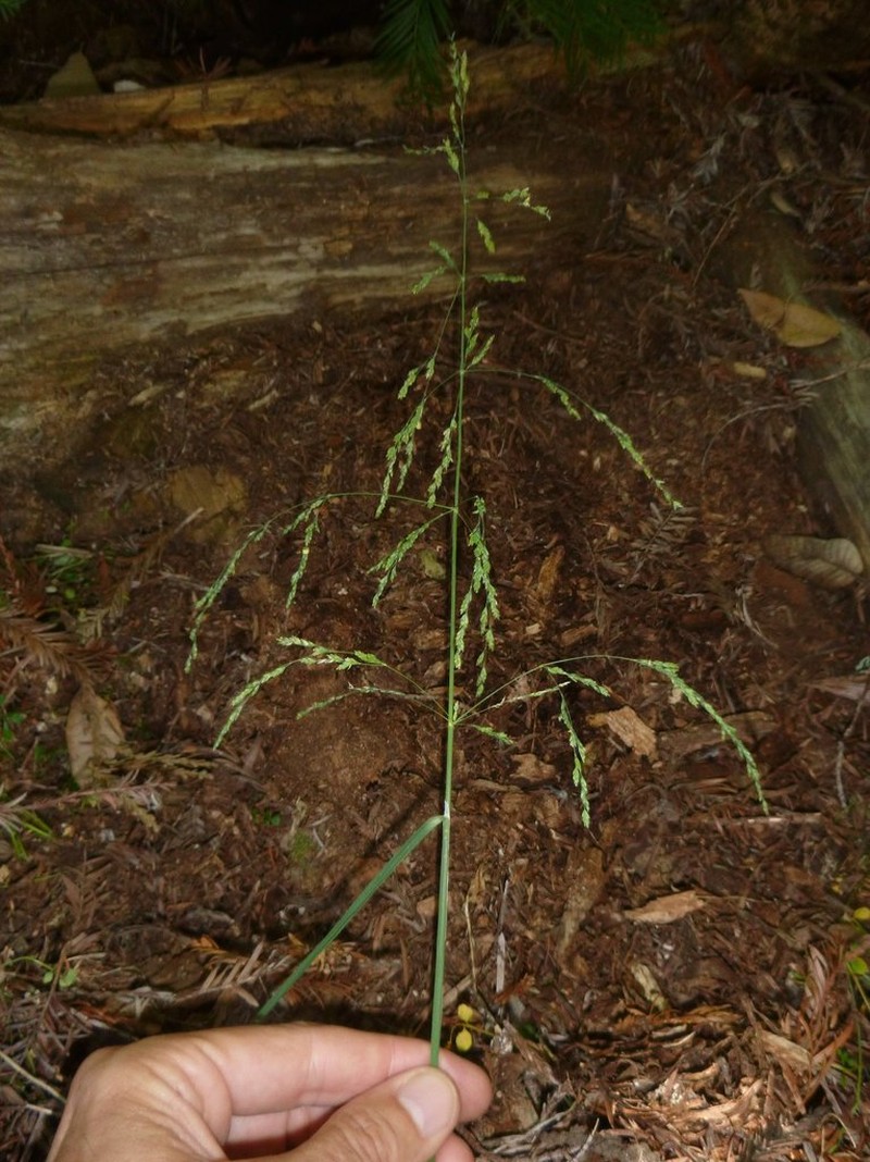 Howell's Bluegrass photo 8