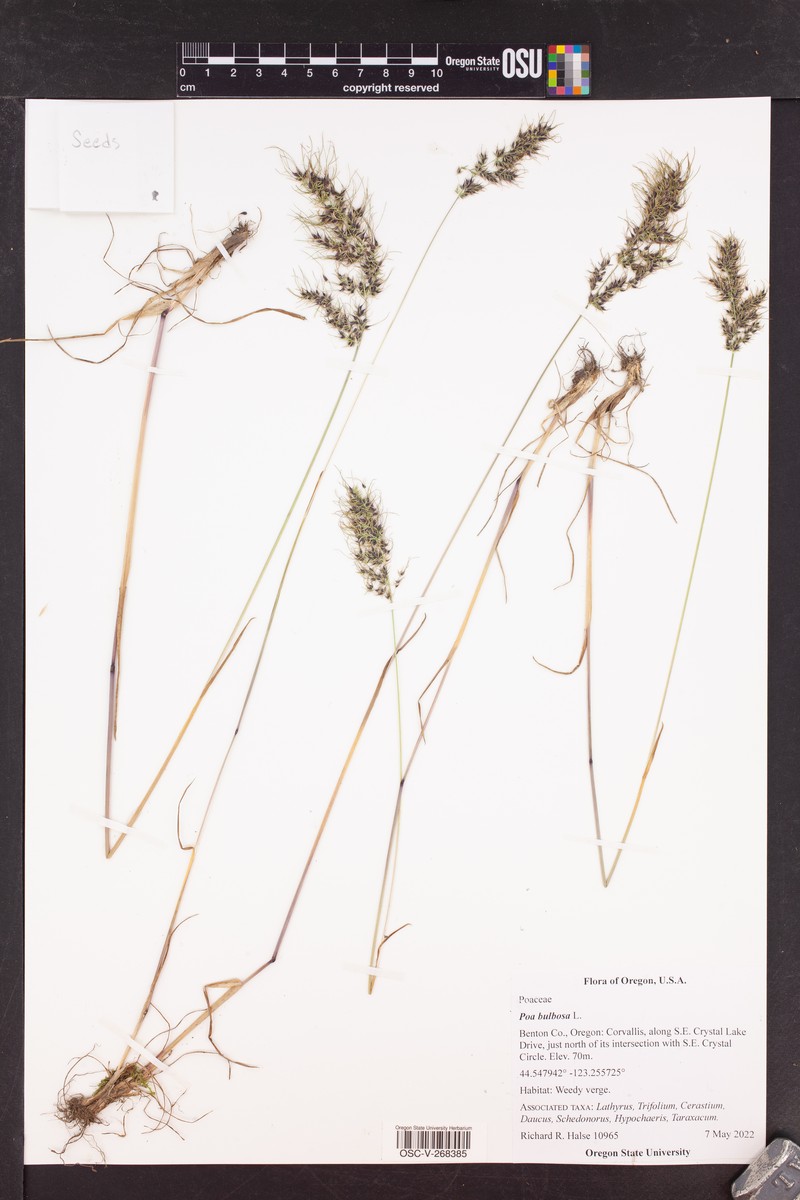 Poa iconia var. iconia