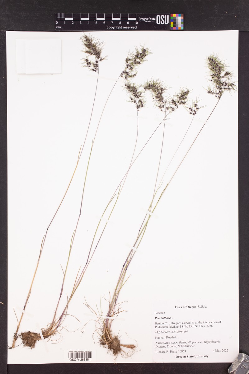 Poa iconia var. iconia photo 2