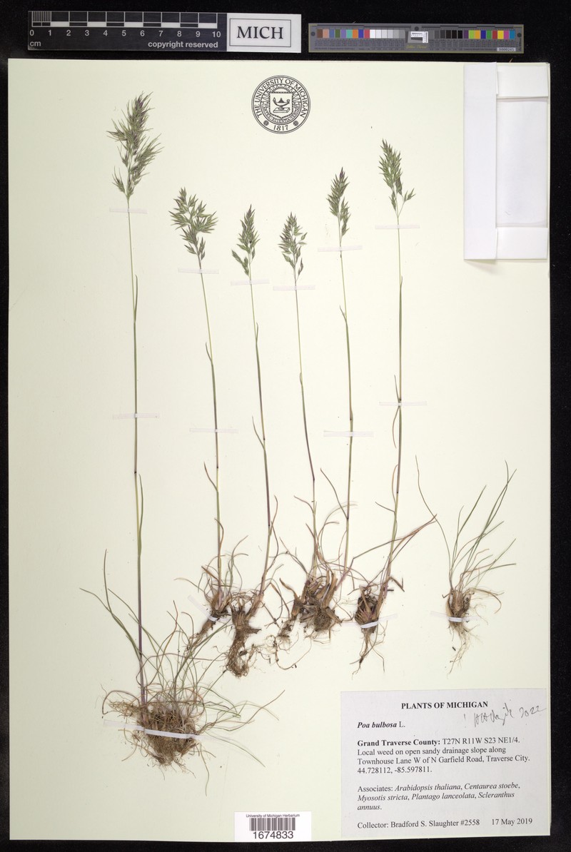 Poa iconia var. iconia photo 3