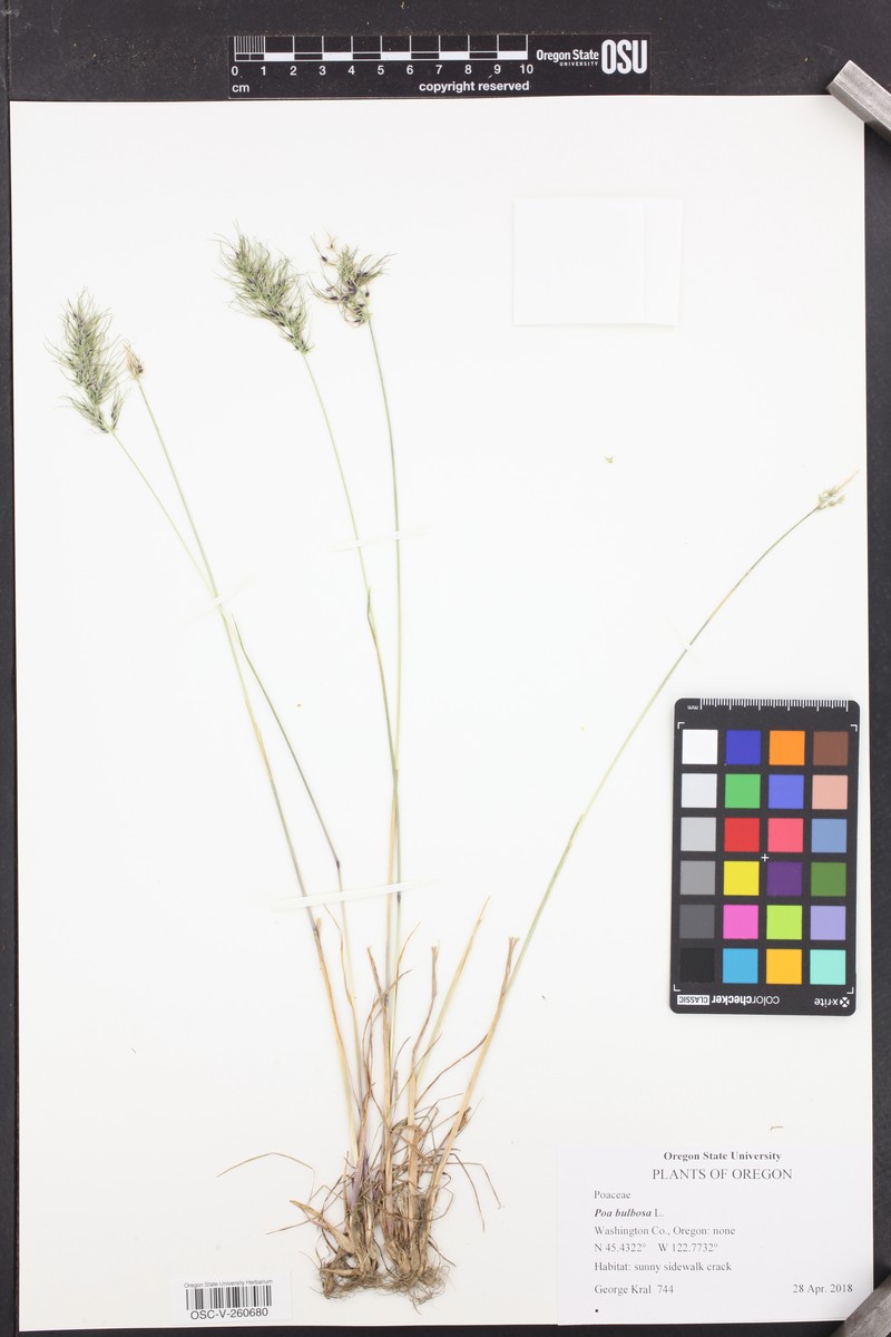 Poa iconia var. iconia photo 4