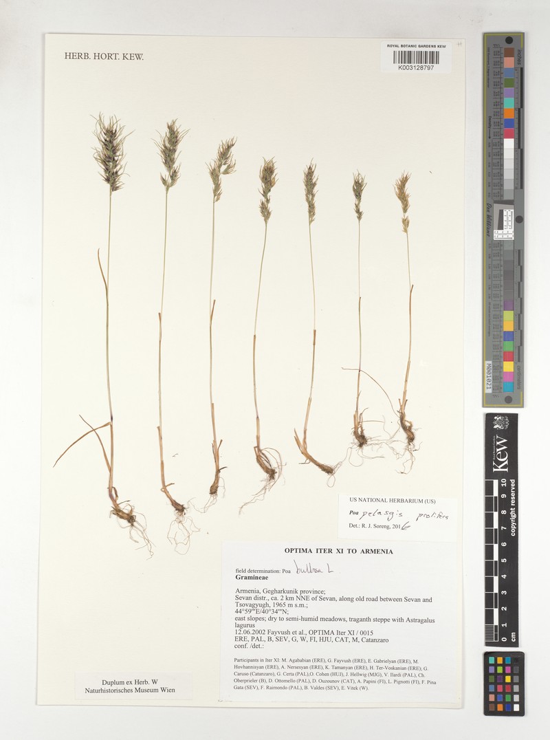 Poa iconia var. pelasgis