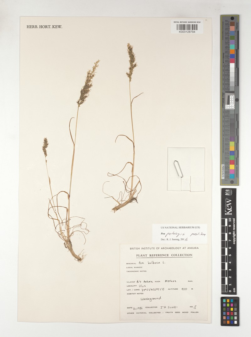 Poa iconia var. pelasgis photo 2