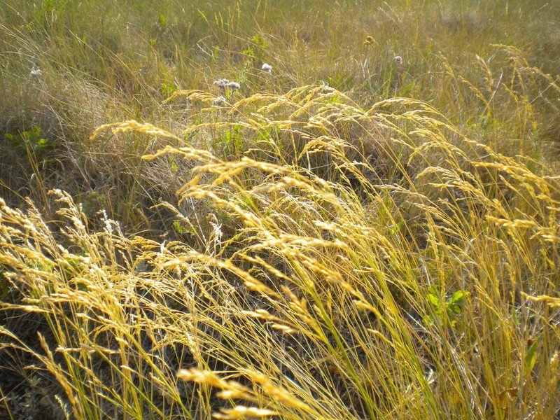 Poa interior photo 6