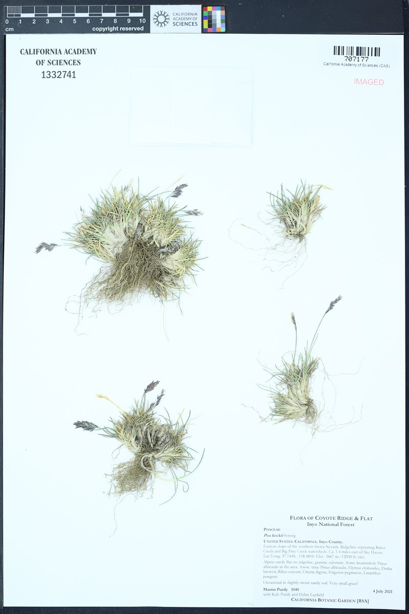 Keck's Bluegrass photo 6