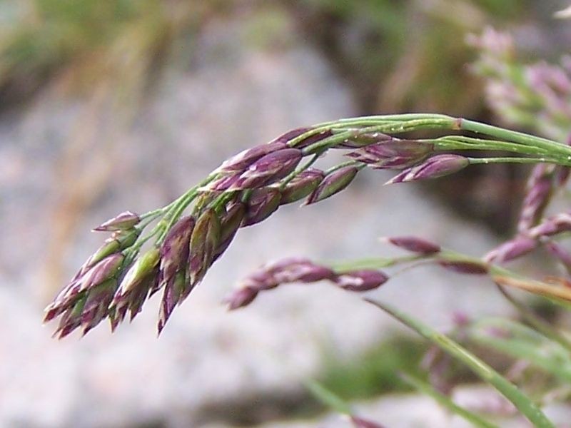 Mt. Washington Bluegrass
