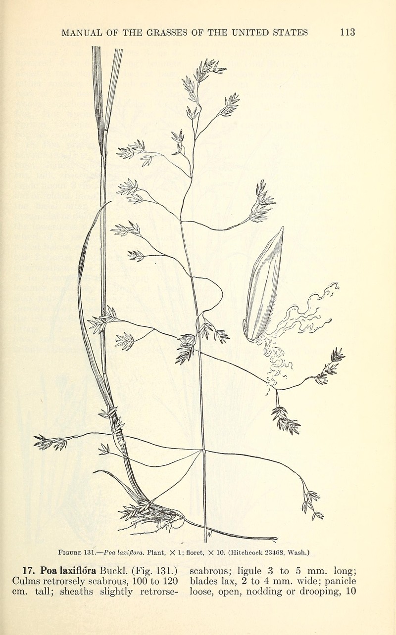Looseflower Bluegrass