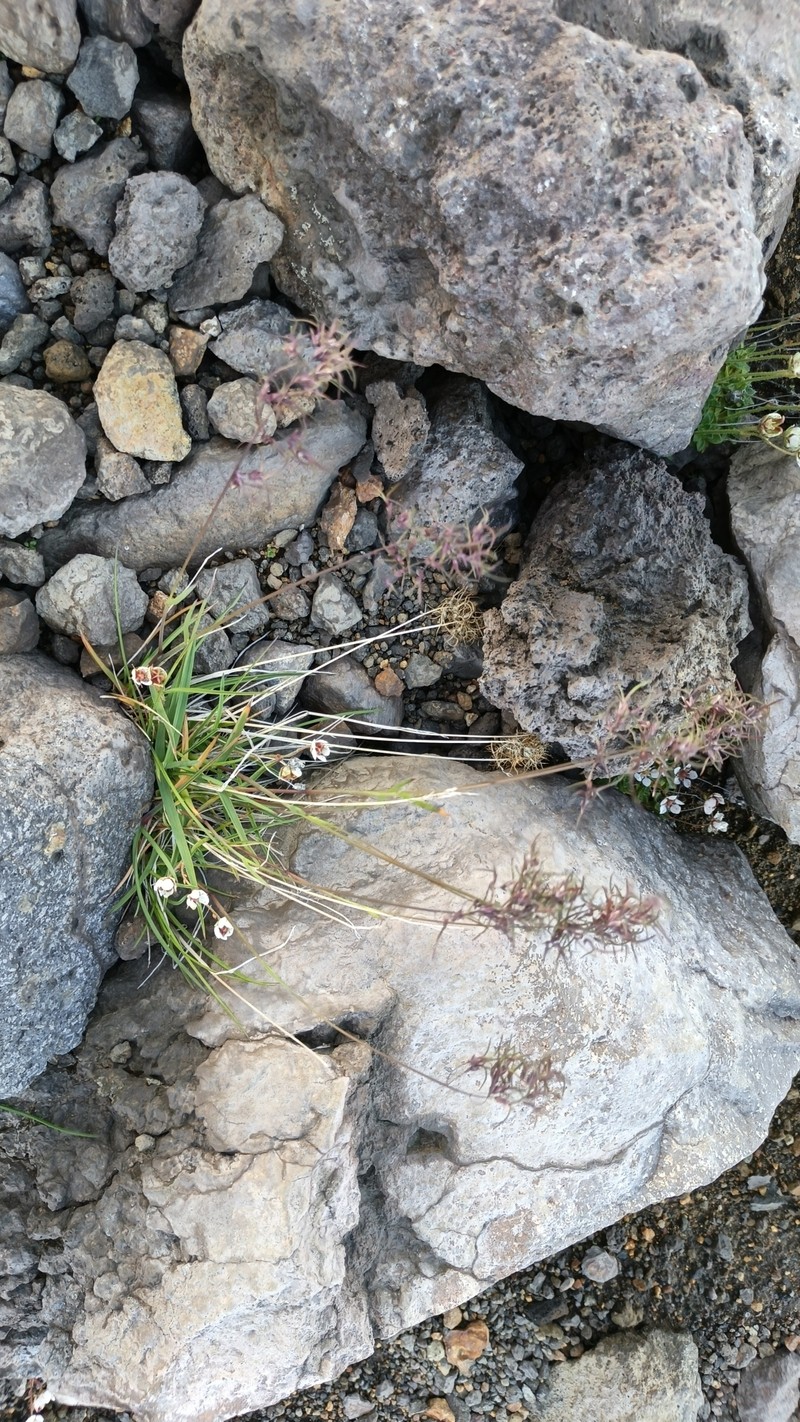 Poa lanata