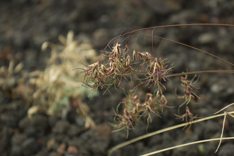 Poa lanata photo 2