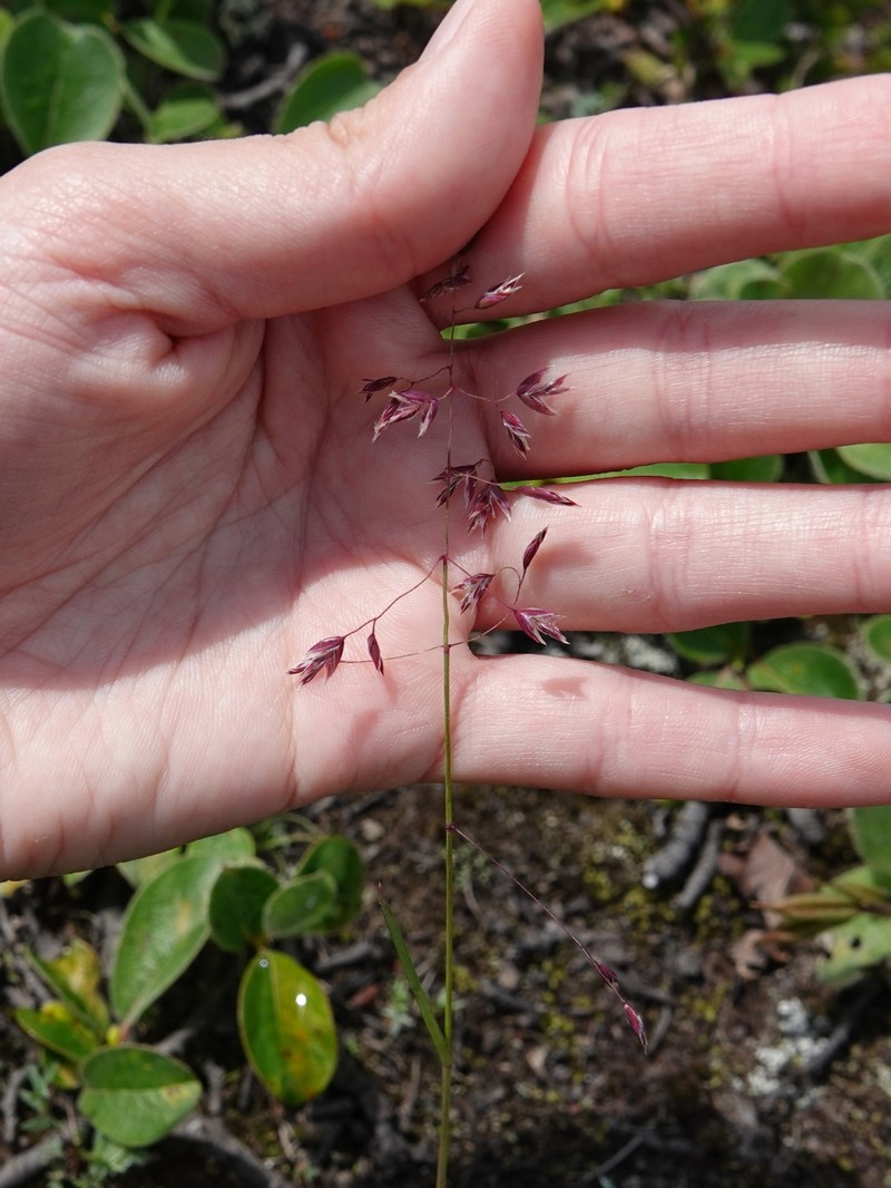 Poa lanata photo 3