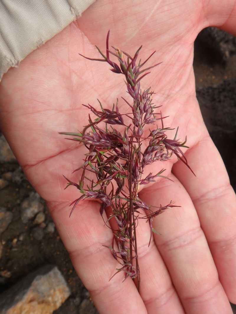 Poa lanata photo 4