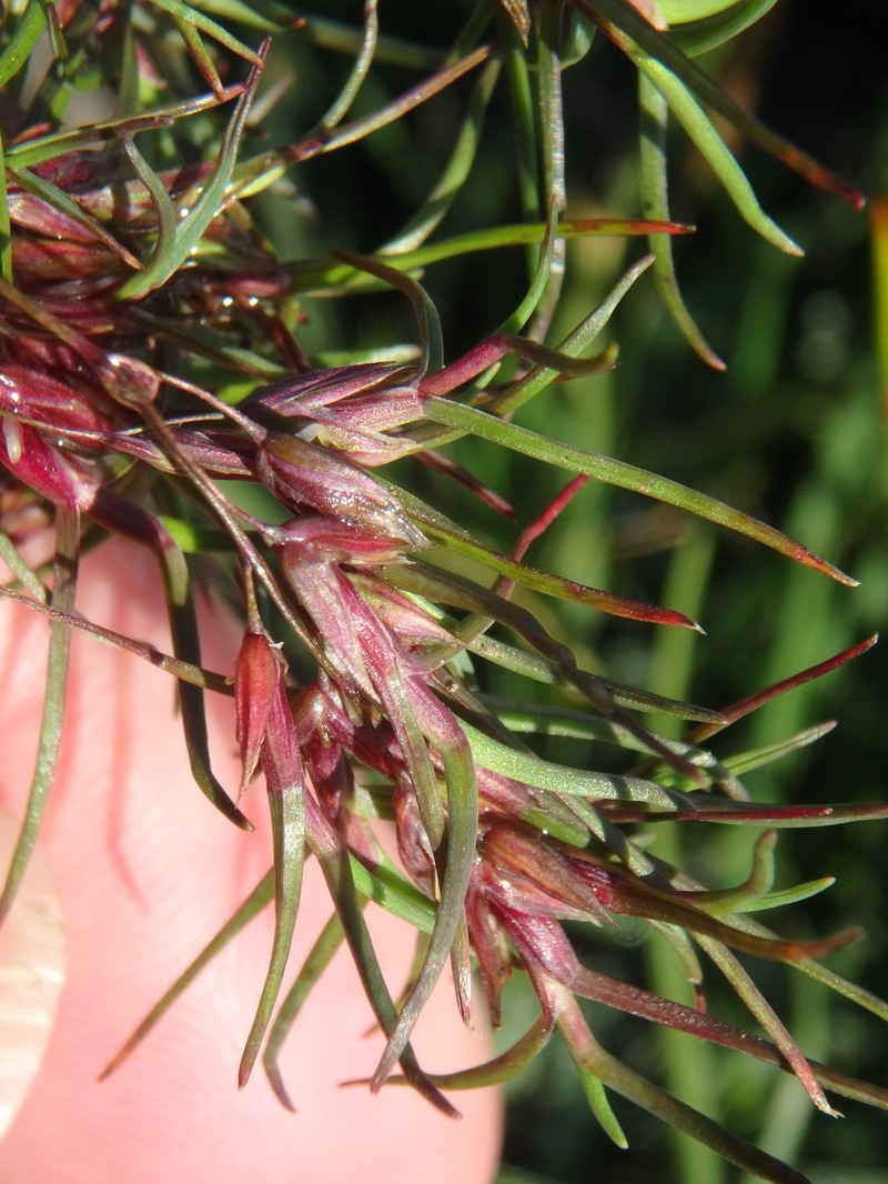 Poa lanata photo 5