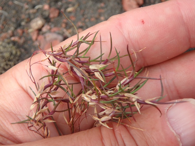 Poa lanata photo 6