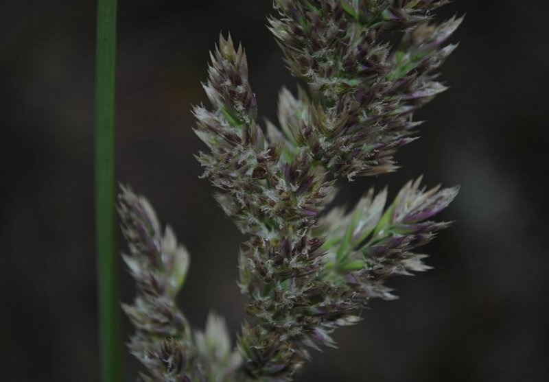 Poa lanuginosa