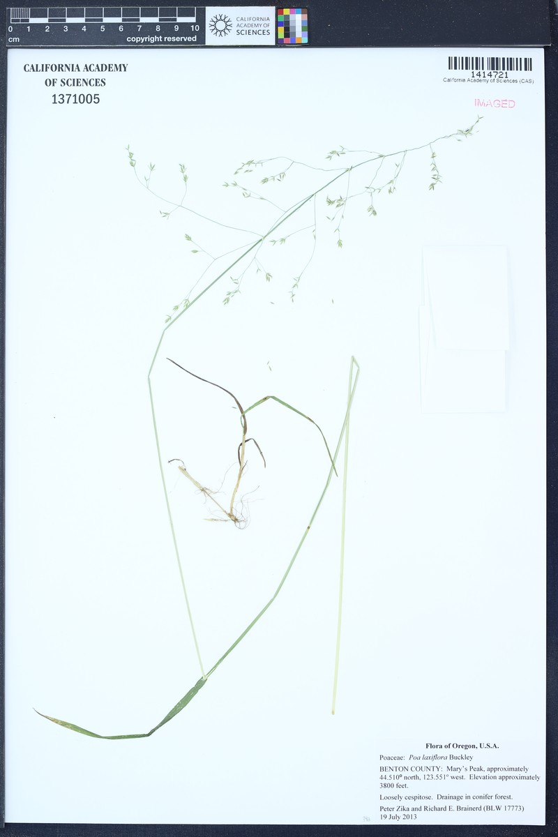 Looseflower Bluegrass photo 3