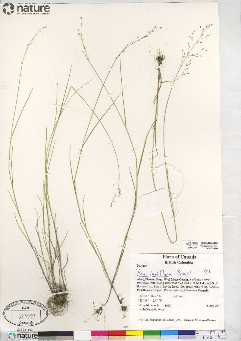 Looseflower Bluegrass photo 5