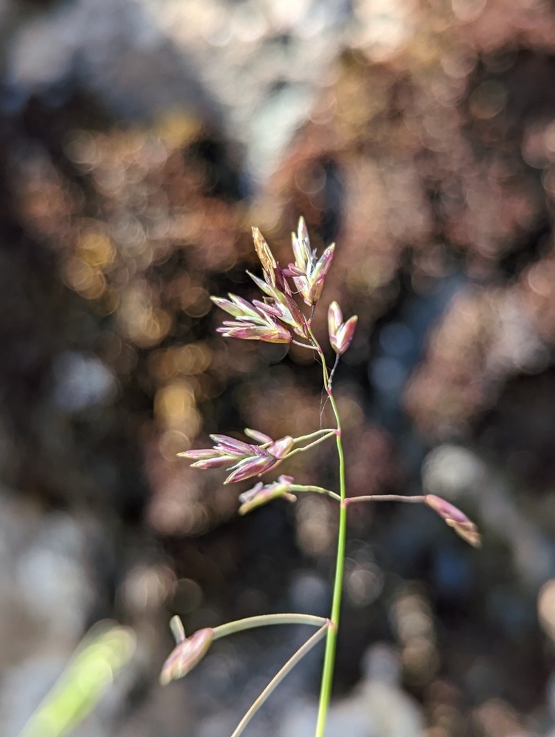 Leiberg's Bluegrass photo 8