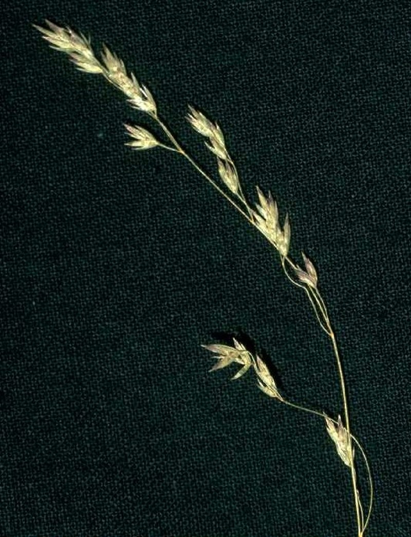 Marsh Bluegrass