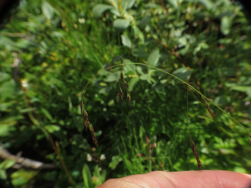 Marsh Bluegrass photo 3