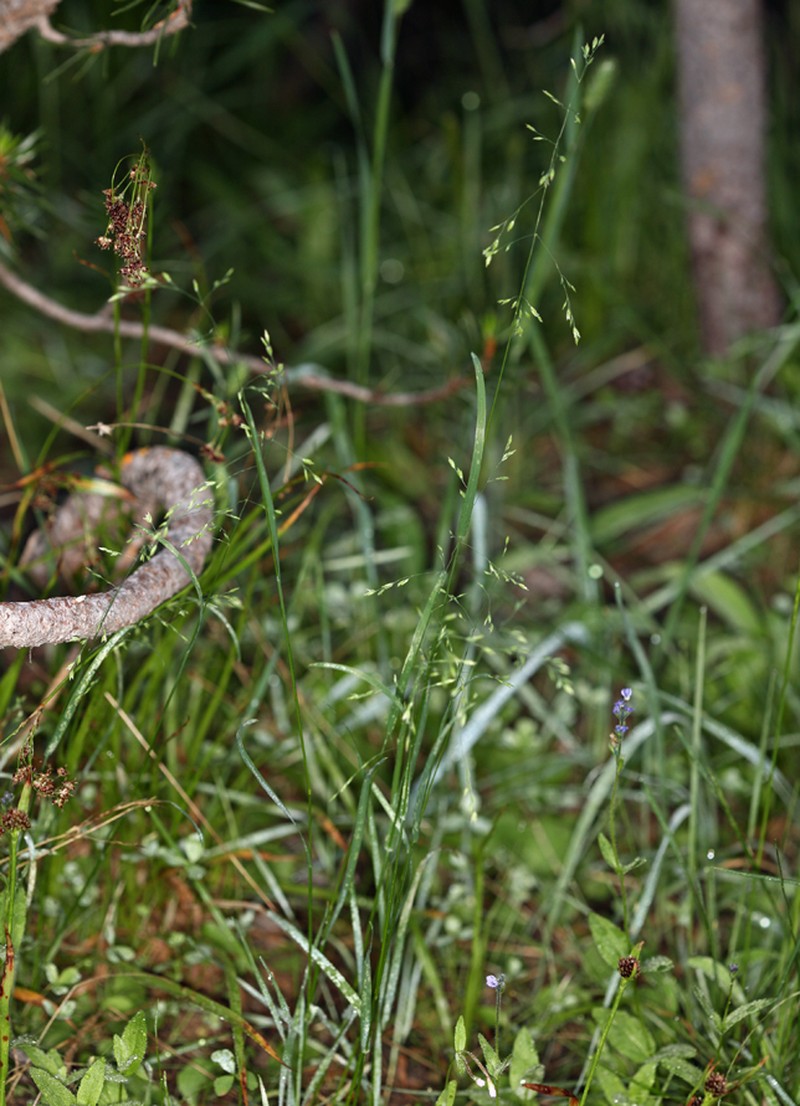 Marsh Bluegrass photo 5