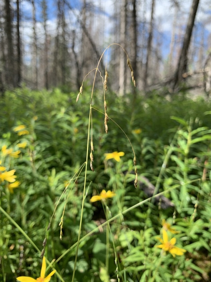 Marsh Bluegrass photo 6