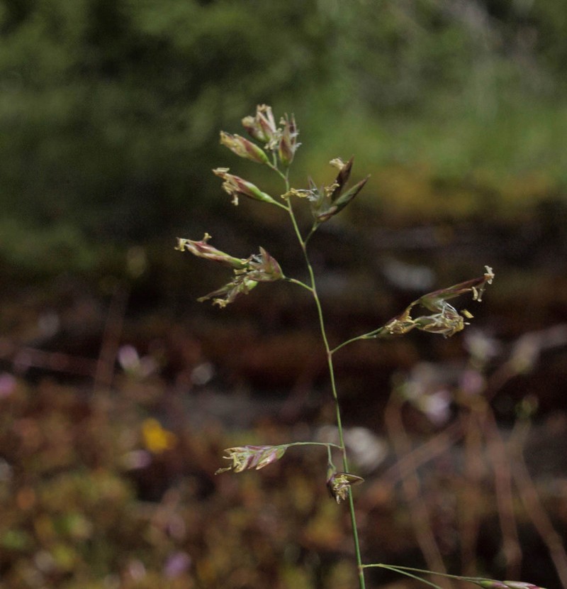 Marsh Bluegrass photo 7
