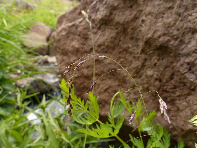 Marsh Bluegrass photo 8