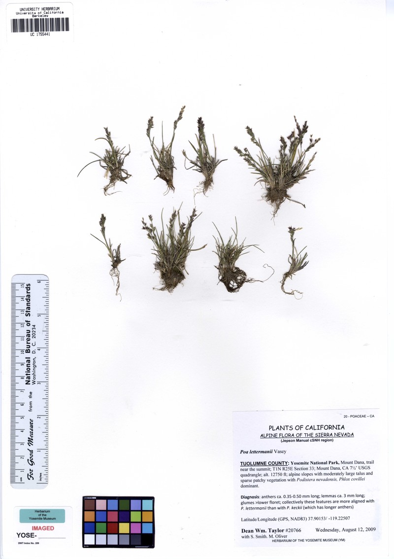 Letterman's Bluegrass