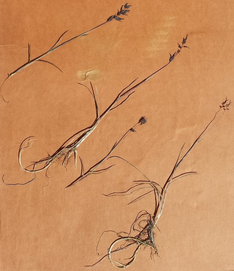 Poa lindebergii