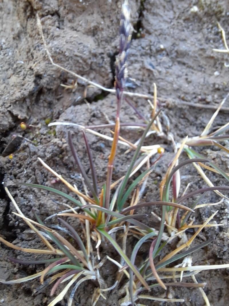 Poa lindebergii photo 2