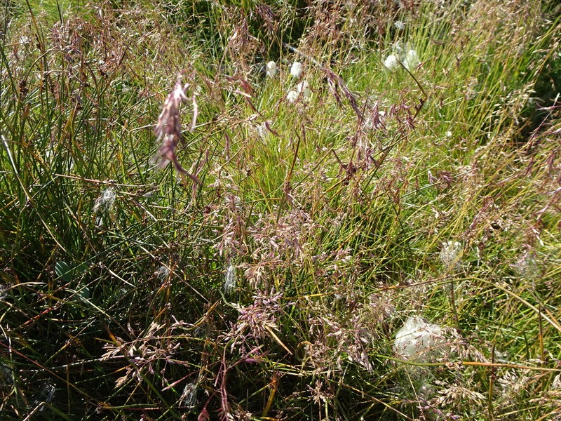 Poa lindebergii photo 3
