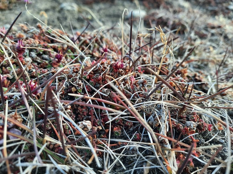 Poa lindebergii photo 4