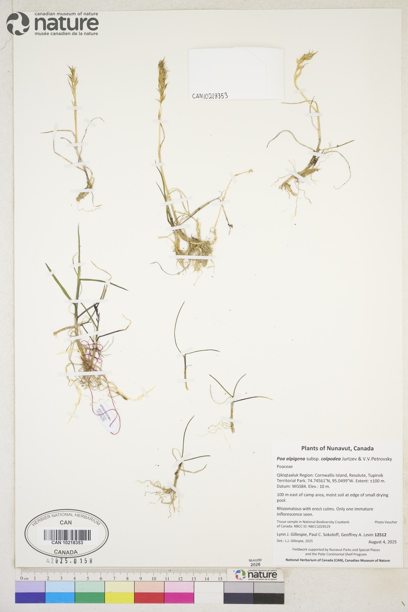 Poa lindebergii photo 5