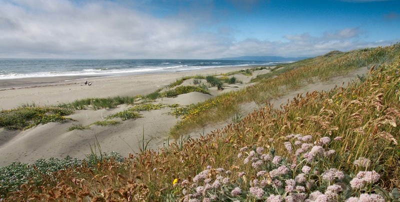 Seashore Bluegrass photo 2