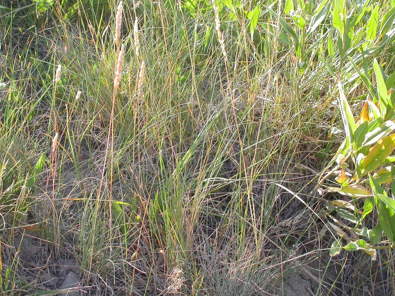 Seashore Bluegrass photo 3