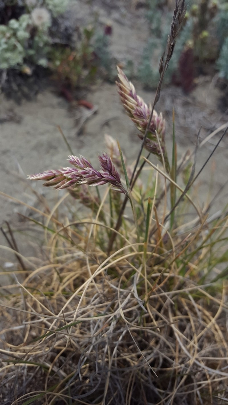 Seashore Bluegrass photo 3