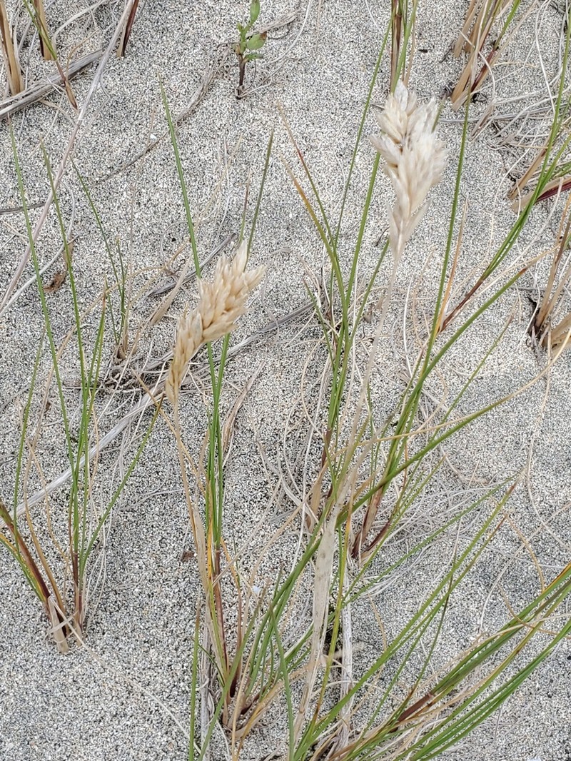 Seashore Bluegrass photo 4